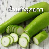 น้ำเต้า เมล็ดพันธุ์น้ำเต้าลูกยาว Long Bottle Gourd Seed ผลใหญ่ยาว บรรจุ 3 เมล็ด