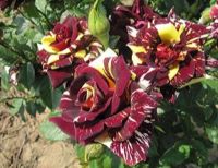 30 เมล็ด เมล็ดพันธุ์ กุหลาบ สตาร์แอนด์สไตร้พส์ Tiger Striped Rose Seed สี แดง-เหลือง ดอกใหญ่ นำเข้าจากต่างประเทศ พร้อมคู่มือ เมล็ดสดใหม่