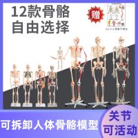 Medical medical bone model joint specimens instruments associated systemic training simulation practice teaching skull body