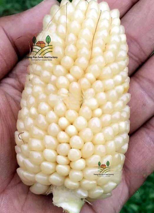 ข้าวโพด-เมล็ดพันธุ์ข้าวโพดสตอเบอรี่ขาว-white-strawberry-corn-seeds-บรรจุ-3-เมล็ด-10-บาท