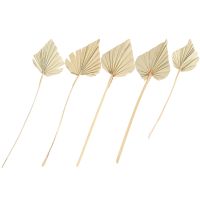 5 Pcs Palm Dried Flower Dining Table Decor Bohemian Dried Palm Vase Dried Palm Dried Flowers Dry Leaf Decor