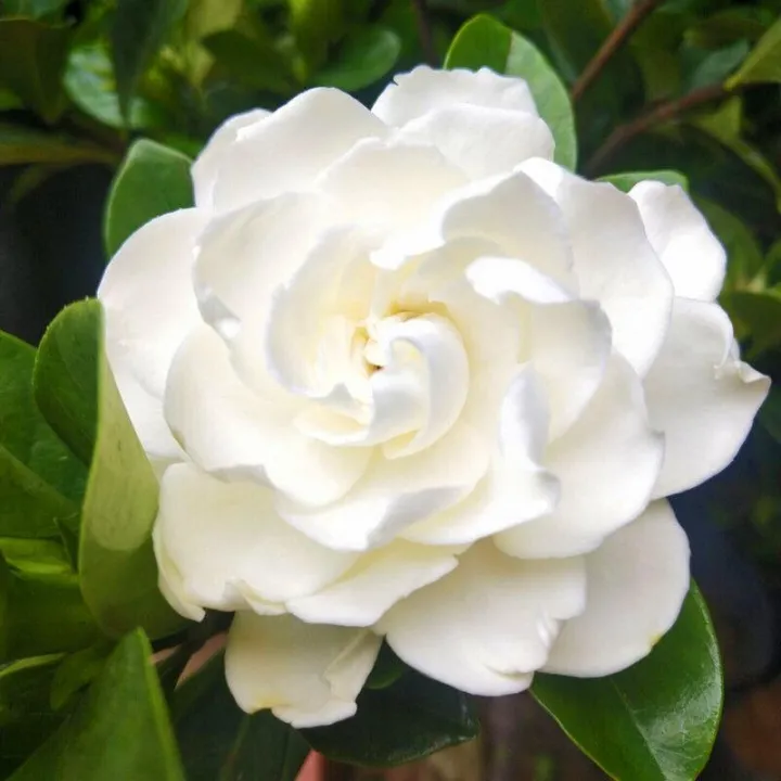 Gardenia Seeds Cape Jasmine Flower Seeds Fragrant Flowers Garden Flower
