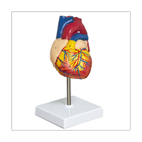 Plastic Heart Model 2-Part Deluxe Life-Size Human Heart Model Anatomy with 34 Anatomical Structures, Anatomical Heart