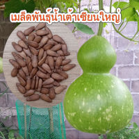 น้ำเต้าเซียนใหญ่25เมล็ดพันธุ์