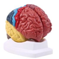 2023 New Life Size Human Brain Functional Area Model Anatomy for Science Classroom Study Display Teaching Sculptures School