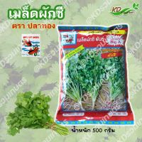 เมล็ดพันธุ์ ผักชีพันธุ์ บิ๊กเอ ตราปลาทอง ขนาด 500กรัม งอกดี กอใหญ่ น้ำหนักดี เมล็ดข้าวฟ่าง