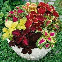 50 เมล็ด เมล็ดพันธุ์ ฤาษีผสม Coleus seed อัตราการงอกสูง 80-90% มีคู่มือปลูก