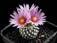 Turbinicarpus pulcherrimus (5 เมล็ด)