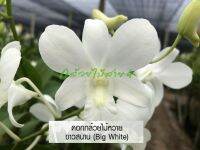 กล้วยไม้สกุลหวาย ขาวสนาน กระถาง 3.5 นิ้ว อายุ 1 ปี (Dendrobium Big White Orchid Plant)