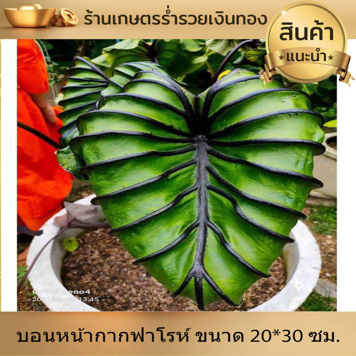 บอน-โคโลคาเซีย-หน้ากากฟาโรห์-colocasia-pharaoh-s-mask-สายพันธุ์แท้-แบบตัดสด-ชำเอง-หน้ากระดูก-มีเส้นใบสีม่วงเข้มที่คมชัด-ใบม้วนไปด้านหลัง-หายาก