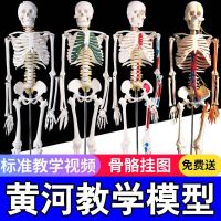 45 85 170 cm human adult white skeleton skeleton skeleton model human body model teaching vertebral body