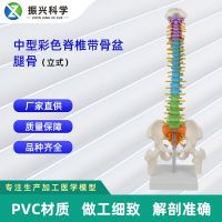 Medium color spine with pelvic bone (vertical) model of the human body vertebra medical teaching model