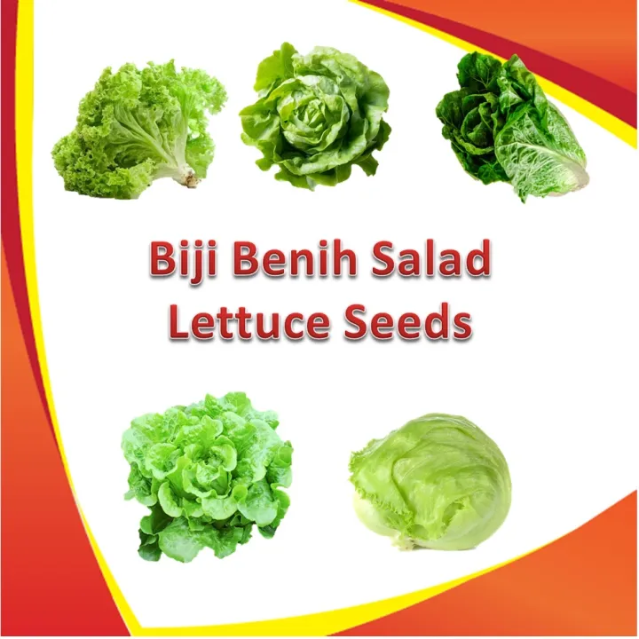 Biji Benih Salad Lettuce Seeds Butterhead Romaine Italian