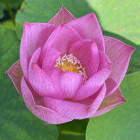 5 เมล็ดพันธุ์ บัว สายพันธุ์ Princess Harper Lotus สีชมพู นำเข้าจาก อเมริกา เพาะปลูกและเก็บเมล็ดในไทย ขยายพันธุ์ในไทยได้