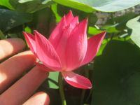 5 เมล็ด เมล็ดพันธุ์บัว บัวนอก สายพันธุ์ Huohua สีชมพู พิงค์ บัวแคระ บัวจิ๋ว Mini Lotus(Tea Cup Lotus) บัวจักรพรรดิ์ บัวสวมงาม บัวนำเข้า Lotus Seeds