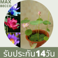 5 เมล็ด เมล็ดบัว คละสี ดอกใหญ่ ของแท้ 100% เมล็ดพันธุ์ Seeds บัวดอกบัว ปลูกบัว เม็ดบัว สวนบัว บัวอ่าง Lotus seed