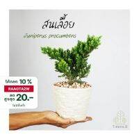 Pro +++ T76  สนเลื้อย Juniperus procumbens ไม้ประดับ ไม้แคระ นิยมนำไปทำบอนไซ Size 8" ราคาดี พรรณ ไม้ น้ำ พรรณ ไม้ ทุก ชนิด พรรณ ไม้ น้ำ สวยงาม พรรณ ไม้ มงคล