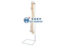 Medicine the human body vertebra spinal bones model