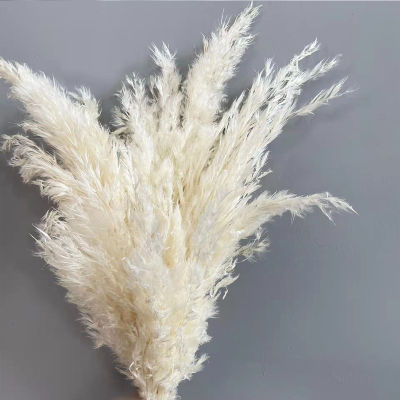【cw】5 Pieces Natural Pampas Grass Bouquet Boho Home Decor Dried Flowers For Wedding Table Decoration And Accessories Trockenblumen ！