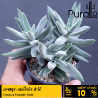 ต้นไม้อวบน้ำ กุหลาบหิน แครสซูลา เซอร์ไพร์ส ปาร์ตี  Crassula Surprise Party #succulent #Crassula