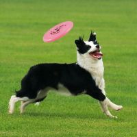 〖Love pets〗   Dog Flying Disc Toy Plastic Flying Saucer Pet Interactive Chew Toys Resistance Bite Funny Puppy Training Toy Dog Accessories