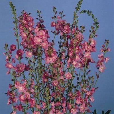 เมล็ดพันธุ์ มัลเลน Verbascum phoeniceum temptress 300 เมล็ด เมล็ดพันธุ์นำเข้าจาก ยุโรป