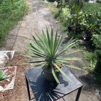 โปรแรง ??ต้นเข็มกุดั่น (Yucca aloifolia)?? เก็บเงินปลายทาง