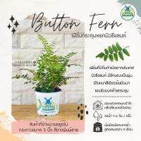 (จัดโปร) เฟิร์นกระดุมหยกนิวซีแลนด์ : Pellaea Paradoxa Button Fern กระถาง 5 นิ้ว ลดราคา ต้นไม้ ต้นไม้มงคล ต้นไม้ฟอกอากาศ ไม้ด่าง