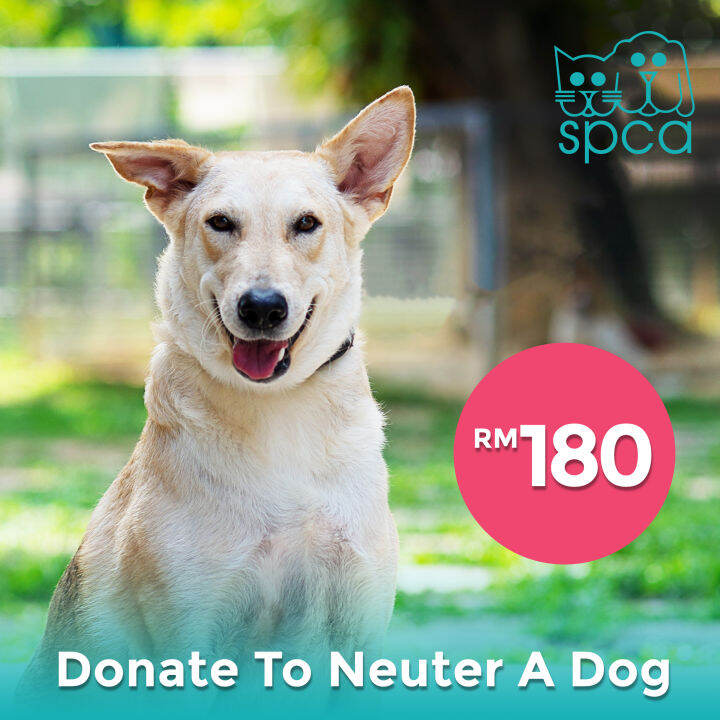 SPCA Selangor RM 180 to Neuter A Dog Lazada