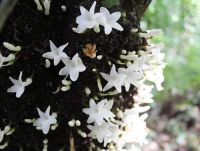 ขายส่ง เมล็ดมะลิต้น Diospyros brandisiana ชื่ออื่น สาวตะกั่วป่า ธิดาพระบาท ไม้ตระกูลมะริด พันธุ์ไม้ ต้นไม้ ไม้หายาก จังหวัดพังงา 20 เมล็ด