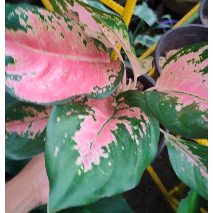 seeds Pink cochin Aglaonema Plant | Lazada PH