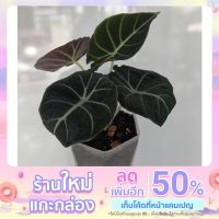 โปรดีล คุ้มค่า Alocasia Black velvet/อโลคาเซีย แบล็คเวลเวท ของพร้อมส่ง พรรณ ไม้ น้ำ พรรณ ไม้ ทุก ชนิด พรรณ ไม้ น้ำ สวยงาม พรรณ ไม้ มงคล