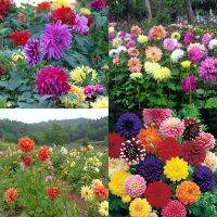 20 เมล็ด รักเร่ดินเนอร์เพลทคละสี - Mixed Dinner Plate Dahlia