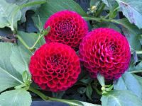 20 เมล็ดพันธุ์ รักเร่ Dahlia Seeds สายพันธุ์ DOWNHAM ROYAL สีแดง รักเร่ รักแรกพบ ดอกไม้แห่งมิตรภาพ ความรักเริ่มต้น เพาะเลี้ยงง่าย ตั้งโต๊ะทำงาน