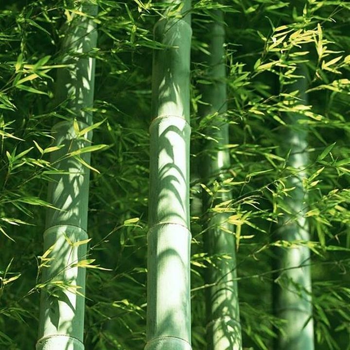 ขายส่ง-100-กรัมหรือ-1-ขีด-เมล็ดไผ่moso-ไผ่โมโซ-moso-bamboo-phyllostachys-pubescens-ไผ่ลำเดี่ยว-ไผ่-bamboo-สารสกัดจากไผ่-พืชเศรษฐกิจ-สายพันธุ์ไผ่-ถ่านไม้ไผ่