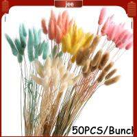 JEE 50ชิ้น/พวงของตกแต่งต้นพืชที่มีสีสันวัตถุธรรมชาติ Uraria Picta Bunny Tails Lagurus Ovatus ช่อดอกไม้เทียมหางกระต่าย