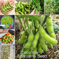 ปลูกได้ทั้งปี 25เมล็ด เมล็ดพันธุ์ ถั่วแระญี่ปุ่น ปลูกง่าย งอกเร็ว Edamame Seed Organic Vegetable Seeds for Planting เมล็ดพันธุ์ผัก ผักออแกนิค ปลูกผัก ผักสวนครัว ผักสด ครัว Vegetable Plant Seed เมล็ด ปลูกได้ทั้งปี  เมล็ดผักต่างๆ ผักสวนครัว เมล็ดพันธุ์