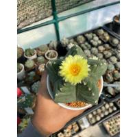 โปรโมชั่น แอสโตรไฟตั้ม มายริโอ astrophytum myriostigma มายริโอ้ ซุปเปอร์มายริโอ้ กระบองเพชร แคคตัส Cactus ราคาถูก  แคคตัส กระบองเพรช ตะบองเพรช ไม้จิ๋ว ไม้ตั้งโต๊ะทำงาน ไม้ประดับ ไม้มงคล ไม้ดอก