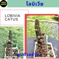 โลบิเวียแคคตัส (Lobivia catus) กระบองเพชร ส่งพร้อมกระถาง