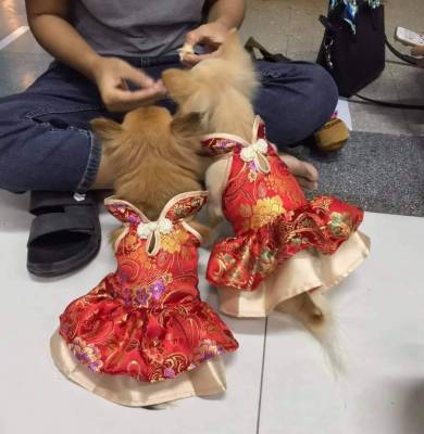 ชุดกี่เพ้าสัตว์เลี้ยง ชุดจีนน้องหมา น้องแมว ชุดจีนกระโปรงลายดอกแดง , Barkshop , Yamomo , Girl Chinese Costume