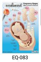 การตั้งครรภ์ EQ 083 โปสเตอร์สื่อการสอน หุ้มพลาสติก