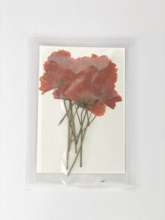 Dried Pressed Flowers for Candle making ( 12 pcs in 1 sheet ) Lazada PH