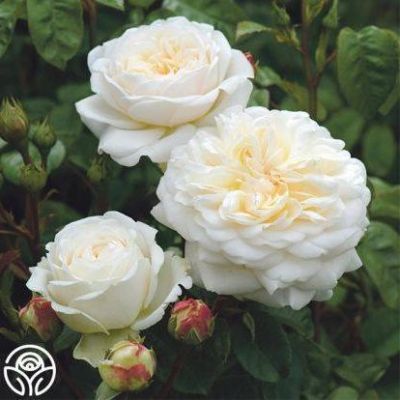 30 เมล็ด เมล็ดพันธุ์ Tranquility สายพันธุ์อังกฤษ ดอกกุหลาบ นำเข้าจากอังกฤษ ดอกใหญ่ พร้อมคู่มือปลูก English Rose seed