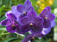 30 เมล็ดพันธุ์ เมล็ดกล้วยไม้ ฟาแลนนอปซิส (Phalaenopsis Orchids) Orchid flower Seed อัตราการงอก 80-85%