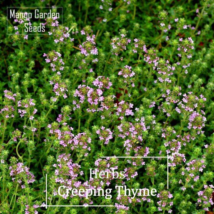 Organic Creeping Thyme Seeds Seed *Pot Friendly* Tanam Pasu, Benih