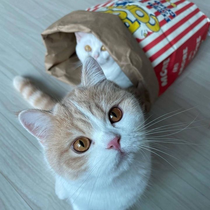 chool-ถุงแมวมุด-ของเล่นแมว-ถุงกระดาษป๊อปคอร์น-ซ่อนได้-แหย่แมวเล่นกับหมา
