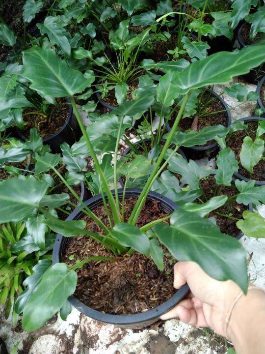 ฟิโลเดนดรอน-ซานาดู-philodendron-xanadu-จัดส่งพร้อมกระถาง8นิ้ว-สูง-30-40-cm-ไม้ประดับ-ไม้ตัดใบ-ไม้ประดับในอาคาร-ราคาถูก