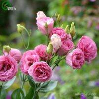 เมล็ดพันธุ์คุณภาพสูง Multi color optional Lisianthus Seeds Flower Seeds Indoor