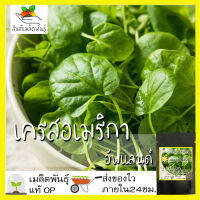 เมล็ดพันธุ์ เครสอเมริกาอัพแลนด์ 300 เมล็ด Upland Cress Seeds เมล็ดพันธุ์แท้ 100% เมล็ดนำเข้า อเมริกาเครส อัพแลนด์เครส Barbarea verna ขายดี ปลูกง่าย โตไว