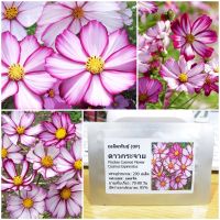 เมล็ดพันธุ์ ดาวกระจายพิโคที (Picotee Cosmos Flower Seed) 200 เมล็ด คุณภาพดี ราคาถูก ของแท้